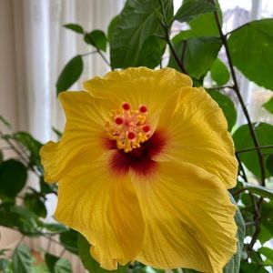 Meet your Posher, Dona